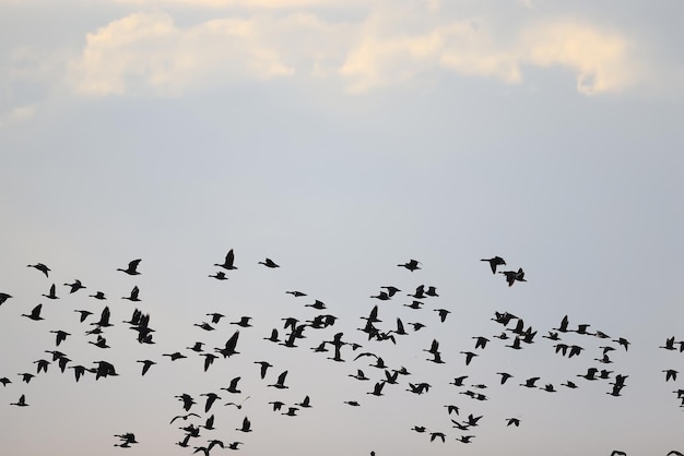 bandada de gansos migratorios en la primavera en el campo