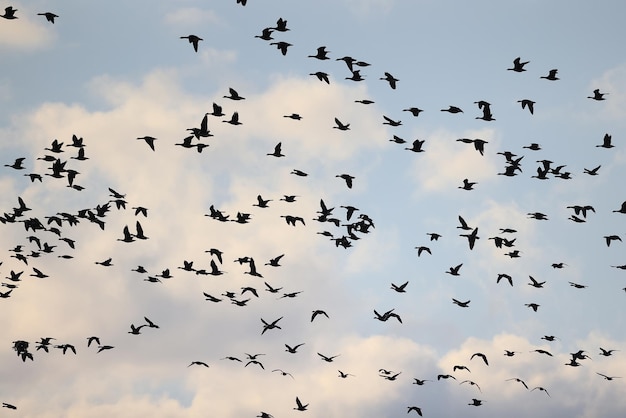 bandada de gansos migratorios en la primavera en el campo