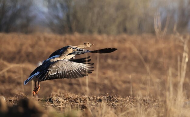 bandada de gansos migratorios en la primavera en el campo