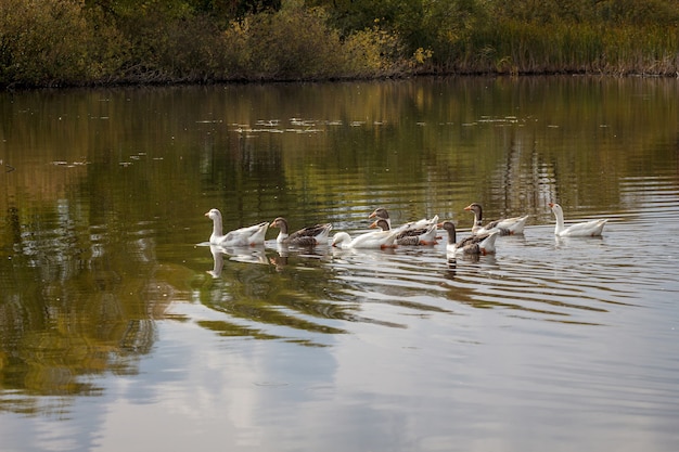 Una bandada de gansos nada en el río cerca de la orilla, el reflejo de los árboles en el río.