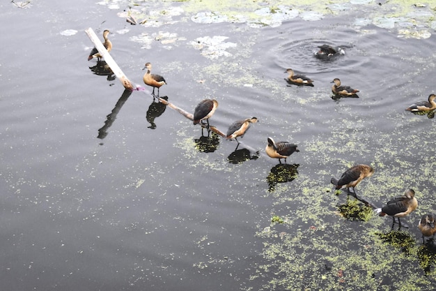 Bandada de gansos y otras aves acuáticas que se alimentan por la mañana en el humedal