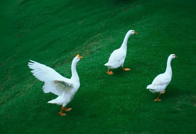 bandada de gansos en un prado verde