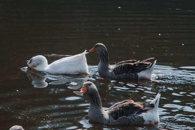 Bandada de gansos salvajes comiendo en el río Primer plano de ganso gris enojado en agua sucia y oscura El problema de la ecología en la naturaleza