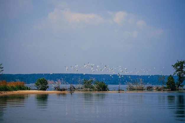 bandada de gaviotas blancas volando en el agua de la playa en el verano