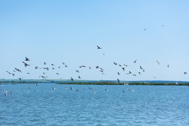 Una bandada de gaviotas caza peces en el río