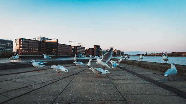 Bandada de gaviotas en la ciudad