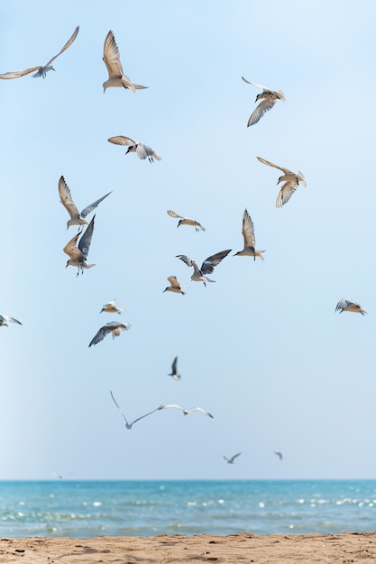 Una bandada de gaviotas dando vueltas en el cielo cerca de la costa del mar.