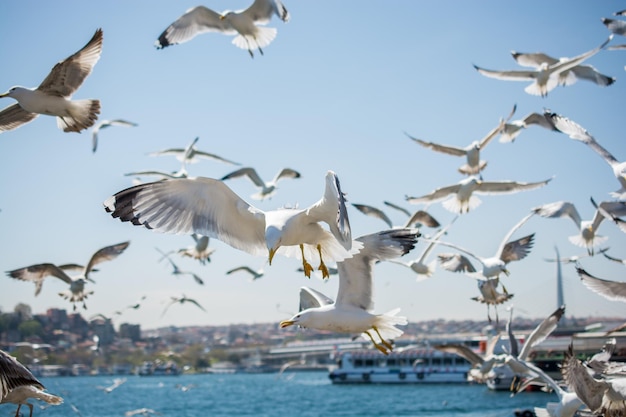 Bandada de gaviotas esquiando en el cielo