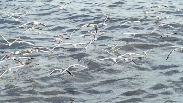 Foto una bandada de gaviotas en el mar.