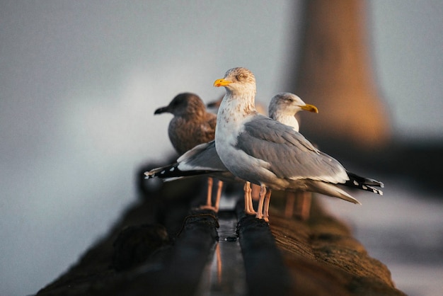 Bandada de gaviotas en la orilla