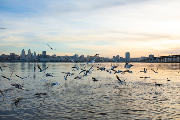 Una bandada de gaviotas a orillas del río de la ciudad.