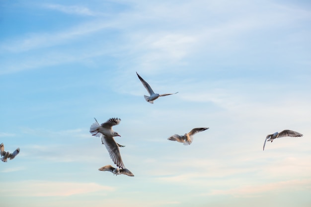 Una bandada de gaviotas a orillas del río de la ciudad.