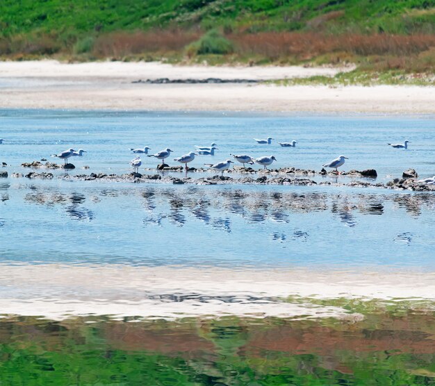 Bandada de gaviotas reflejadas en el agua