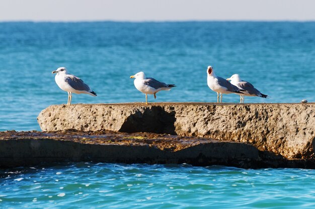 Una bandada de gaviotas en el rompeolas de hormigón.