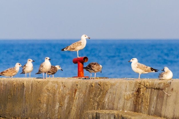 Bandada de gaviotas en el rompeolas