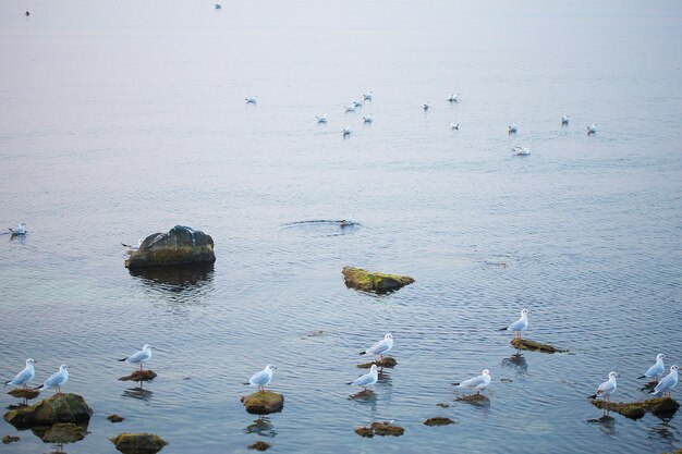 Una bandada de gaviotas se sienta en las rocas cerca del mar