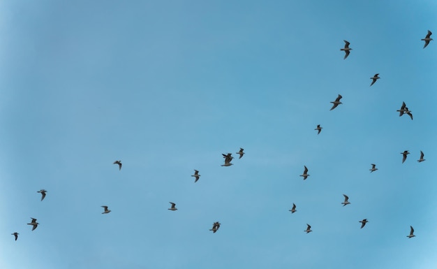 Bandada de gaviotas volando en un cielo azul de fondo.