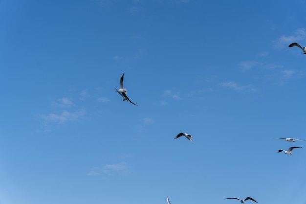 Una bandada de gaviotas volando en el cielo