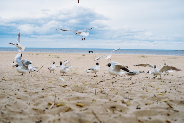 Bandada de gaviotas volando luchando por comida en la playa junto al mar