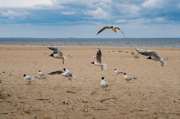 Bandada de gaviotas volando luchando por comida en la playa junto al mar