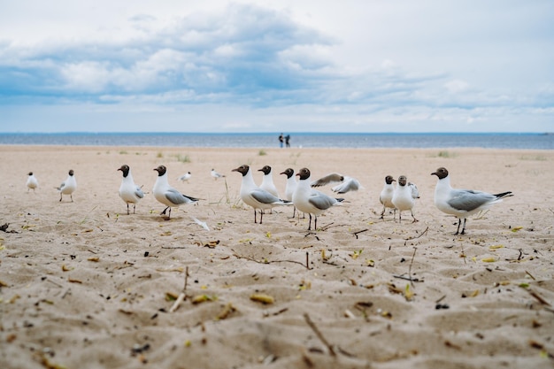 Bandada de gaviotas volando luchando por comida en la playa junto al mar