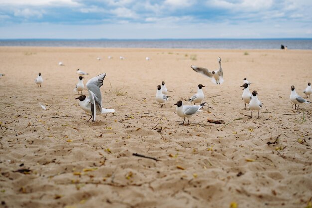 Bandada de gaviotas volando luchando por comida en la playa junto al mar