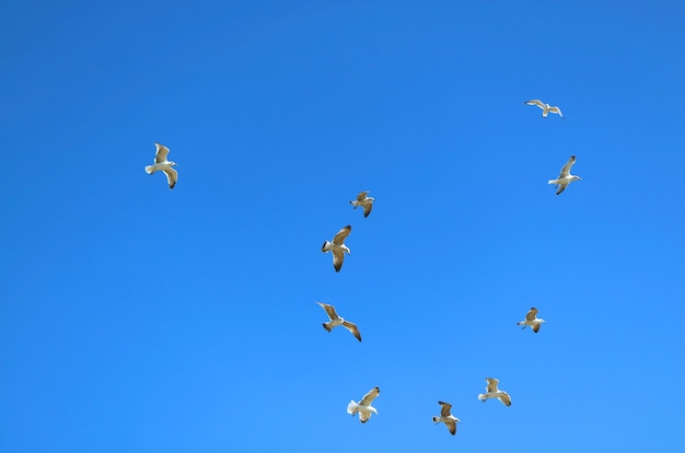 Bandada de gaviotas volando sobre cielo azul vibrante