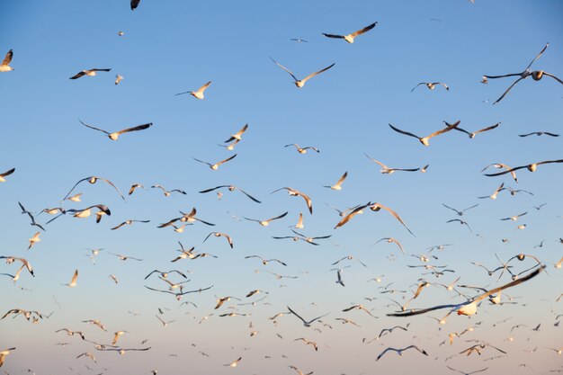 Bandada de gaviotas