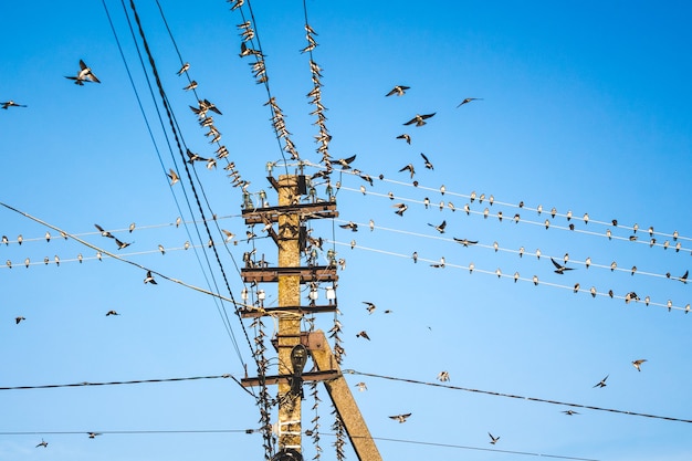 Una bandada de golondrinas cerca de un poste con cables eléctricos.