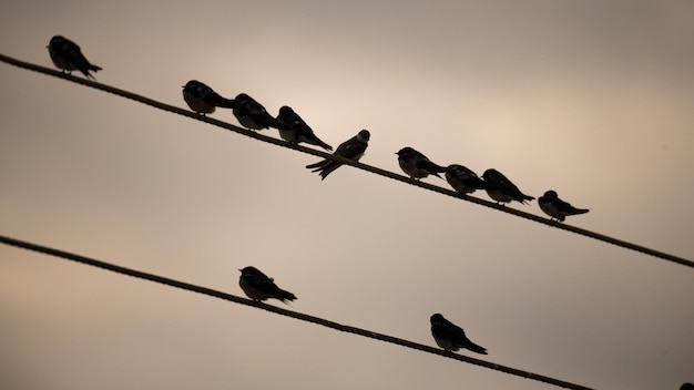 Bandada de golondrinas pasando la noche en los cables telefónicos Un pájaro rompe el patrón