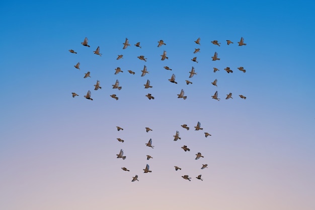 Bandada de gorriones volando en el cielo, forma SALVA EE.UU., concepto en peligro de extinción. Grupo de pájaros pequeños.