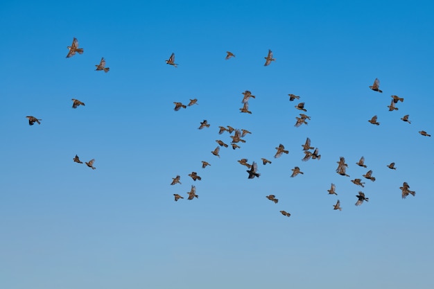 Bandada de gorriones volando en el cielo