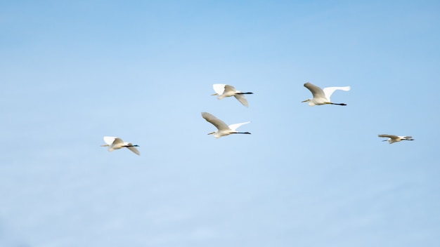 Foto una bandada de gran garza volando con cielo azul.