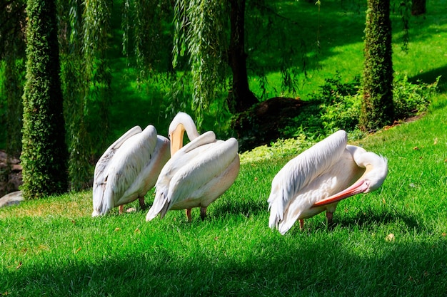 Bandada de grandes pelícanos blancos Pelecanus onocrotalus también conocido como el pelícano blanco oriental pelícano rosado o pelícano blanco en una orilla del lago