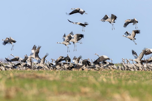 Bandada de grulla común (Grus grus) en un campo, migración