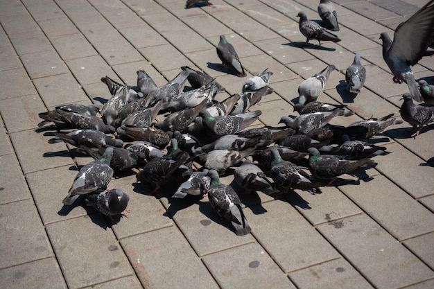 Bandada hambrienta de palomas alimentándose en la calle