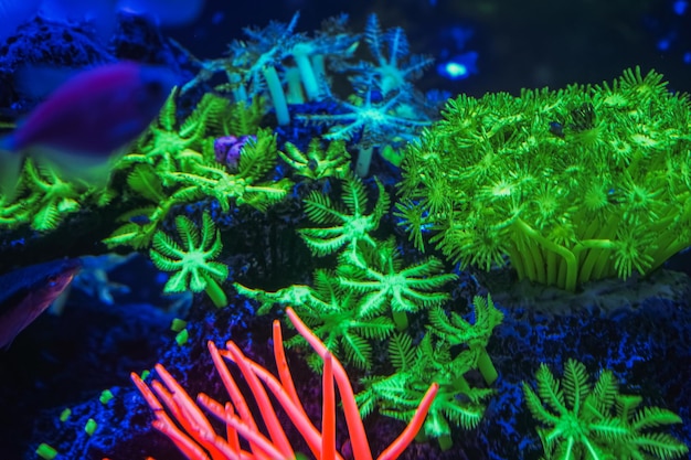 Una bandada de hermosos peces brillantes de neón en un acuario oscuro con luz de neón Glofish tetra Fondo borroso Enfoque selectivo Vida submarina