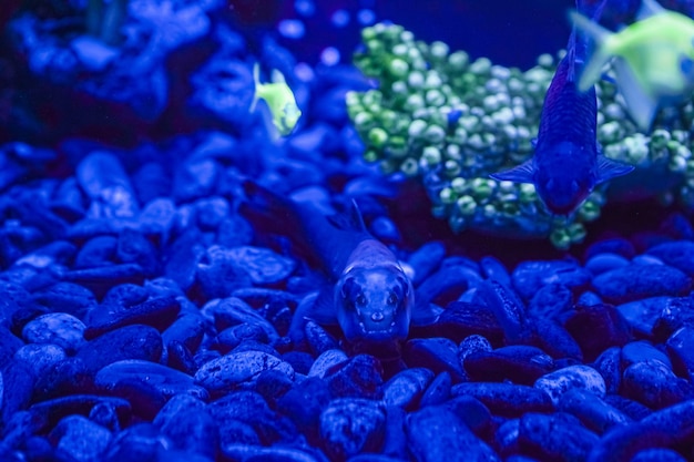 Una bandada de hermosos peces brillantes de neón en un acuario oscuro con luz de neón Glofish tetra Fondo borroso Enfoque selectivo Vida submarina