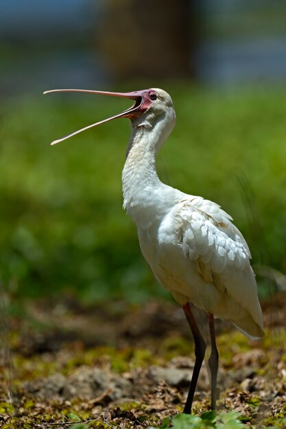 Una bandada de ibis en un hábitat natural. Kenia. Lago Nakuru.