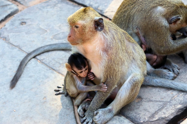 Una bandada de monos con cachorros, Angkor, Camboya