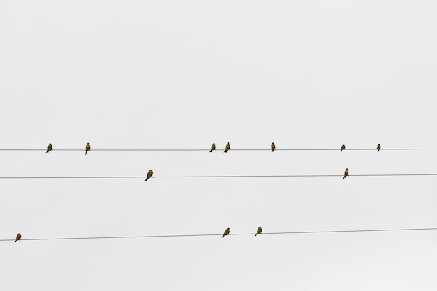 Bandada o banda, o también bandada, grupo de aves de la misma especie.