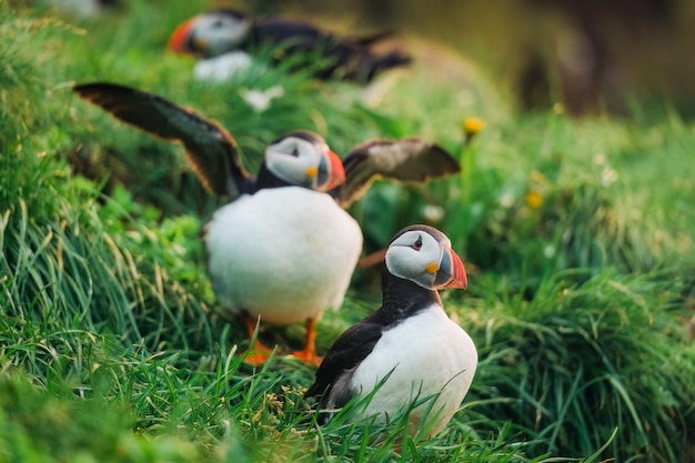 Bandada de pájaro frailecillo atlántico que vive en el acantilado en la hierba en el océano atlántico norte en verano