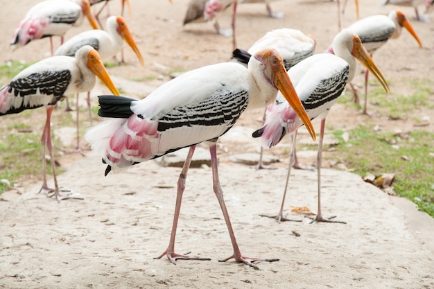 Bandada de pájaro