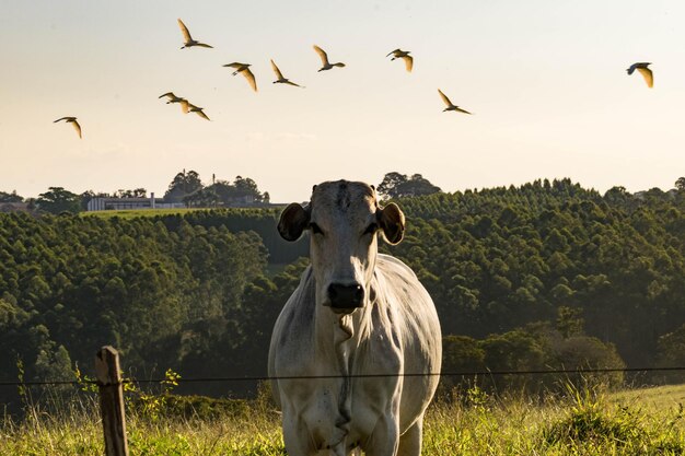 Foto bandada de pájaros en el campo contra el cielo