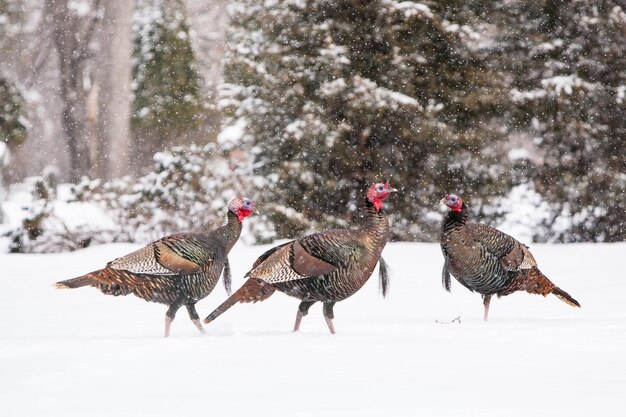 Foto una bandada de pájaros en un campo nevado