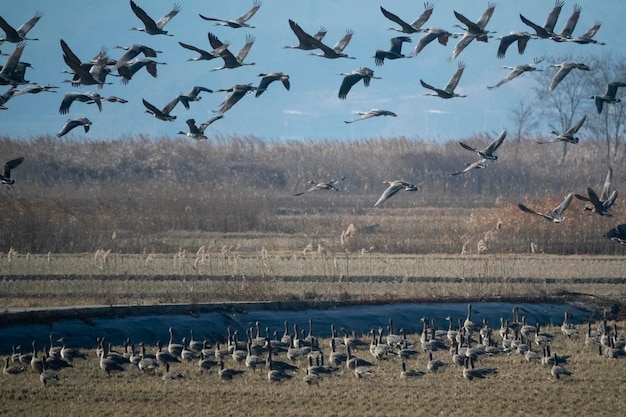 Foto bandada de pájaros en el campo