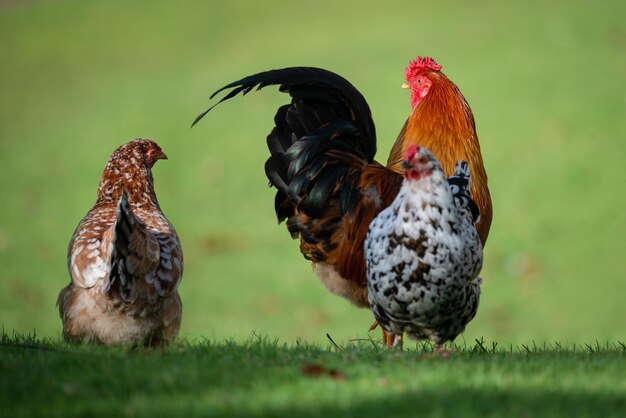 Foto bandada de pájaros en el césped