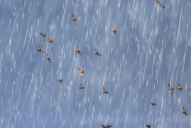 bandada de pájaros en el cielo / muchos pájaros negros volando en el cielo azul, fondo, superposición de textura. pájaros salvajes de la naturaleza volando por el cielo