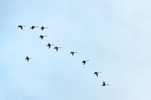 Bandada de pájaros, cisnes volando alto en el cielo azul. Vuelo en formación de V