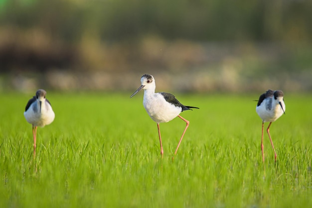 Bandada de pájaros en la hierba